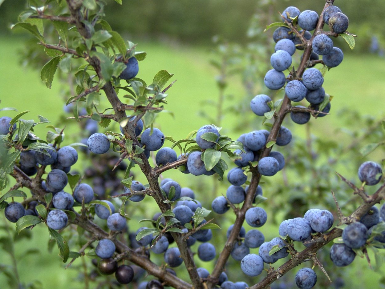 Тёрн Терновый куст