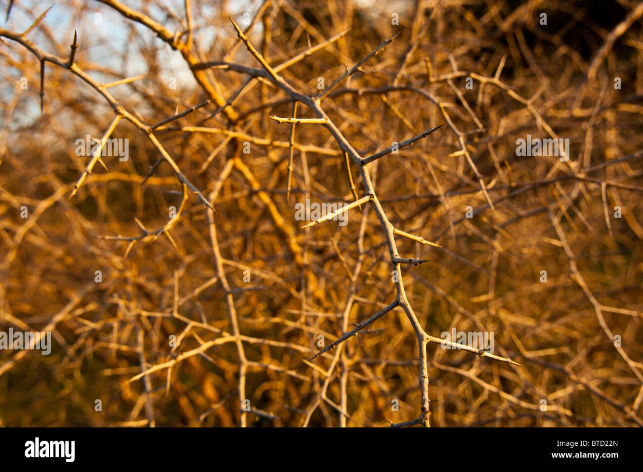 Терновый куст с листьями