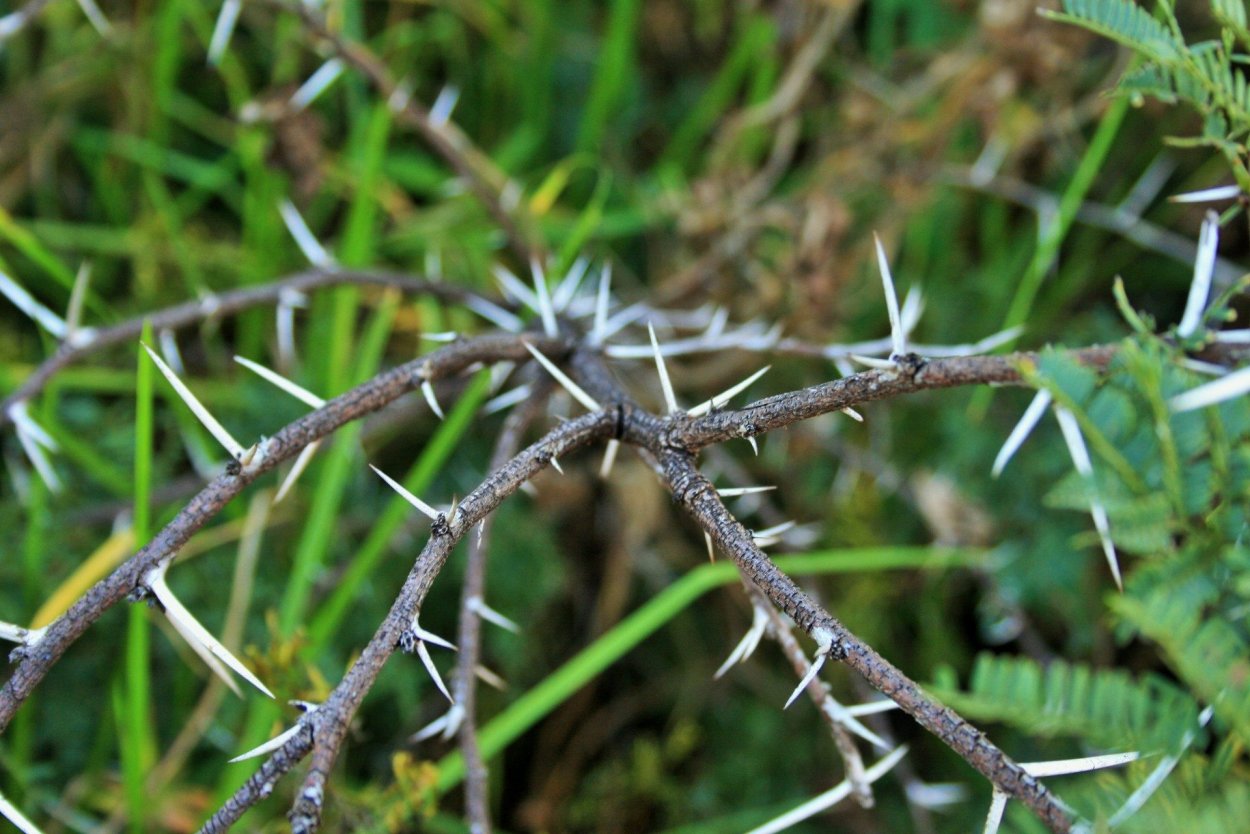 Терновник колючий куст