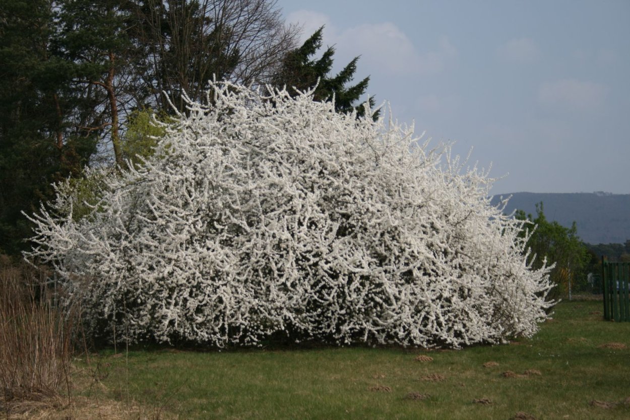 Терновник куст