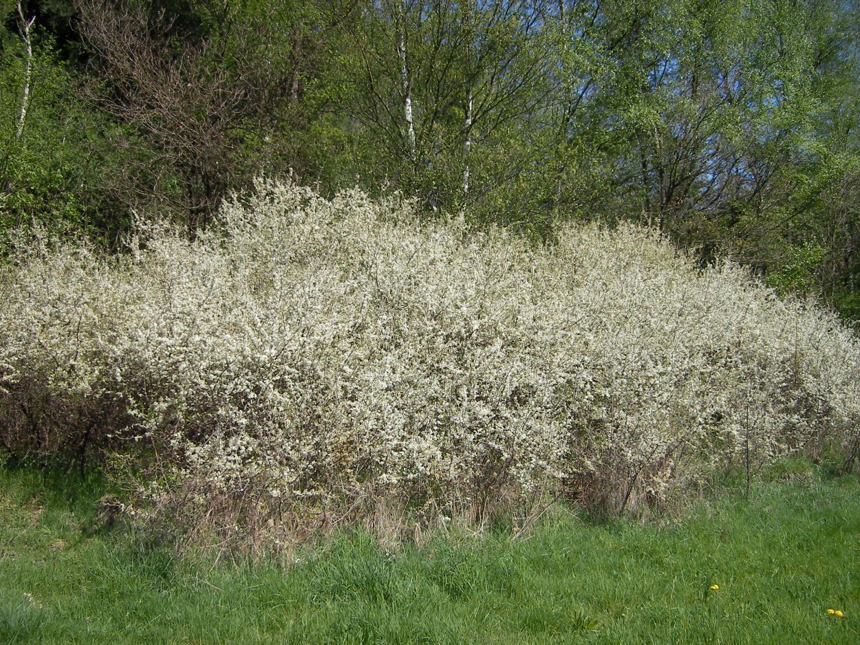 Дурнишник колючий, игольчатый