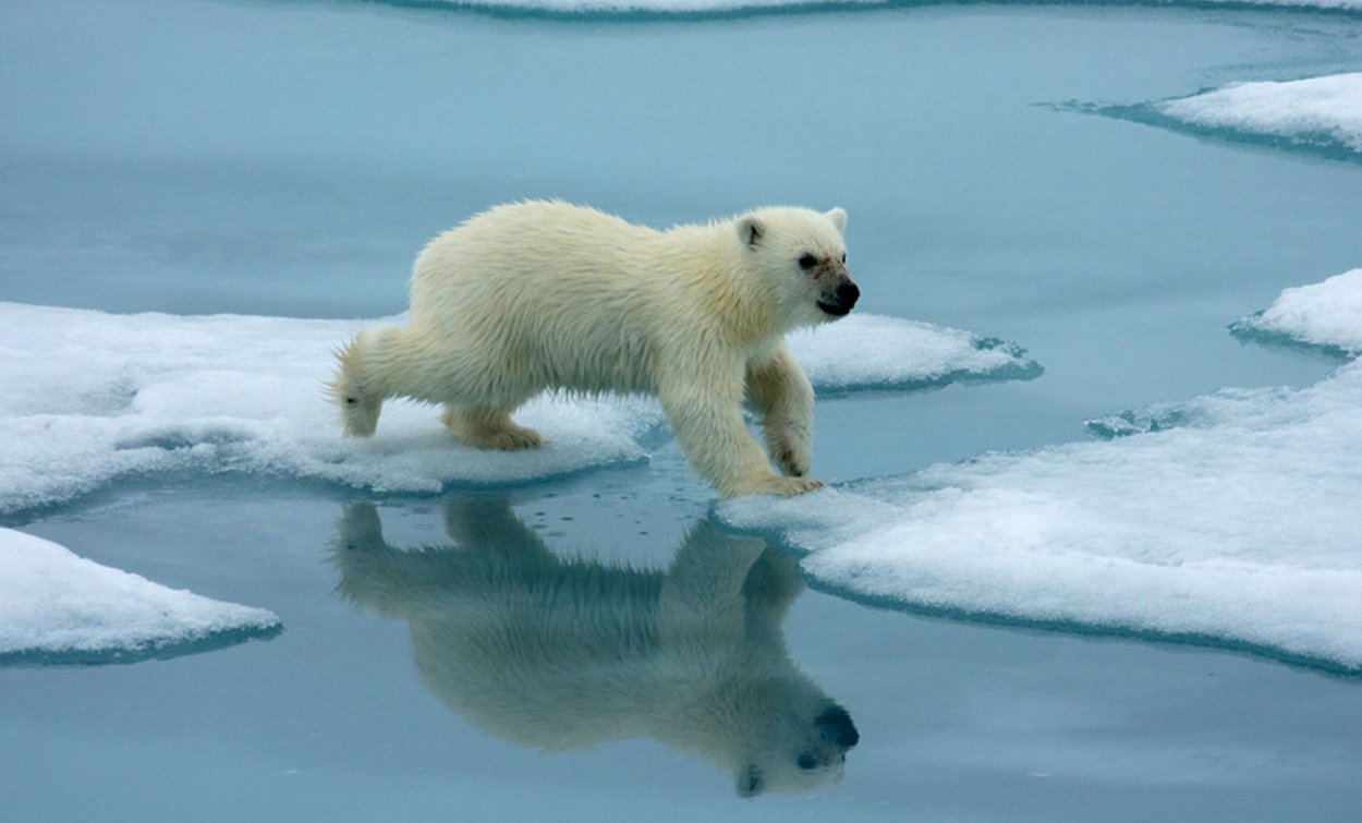 Жители ледяной пустыни