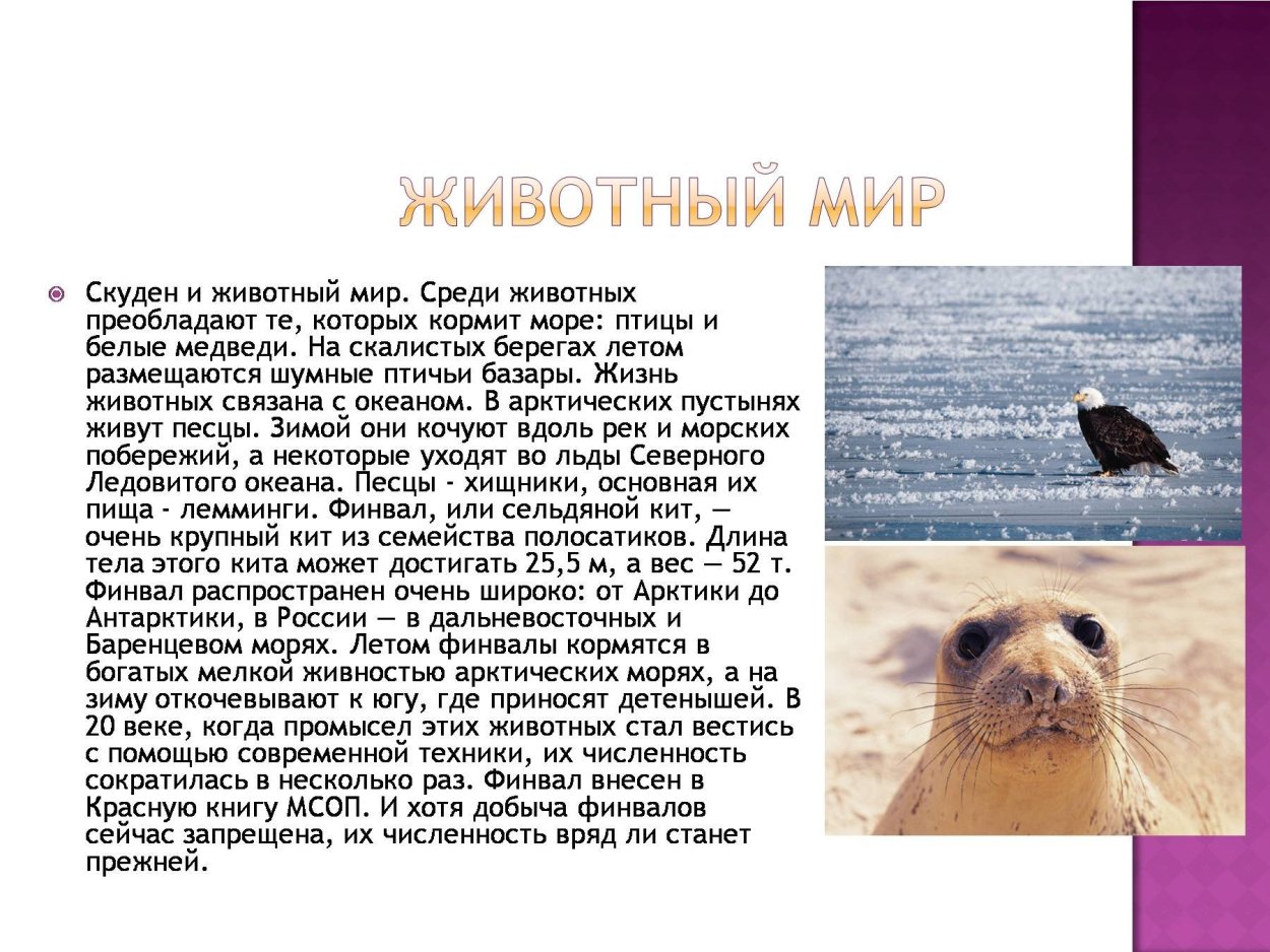 Арктические пустыни белый медведь