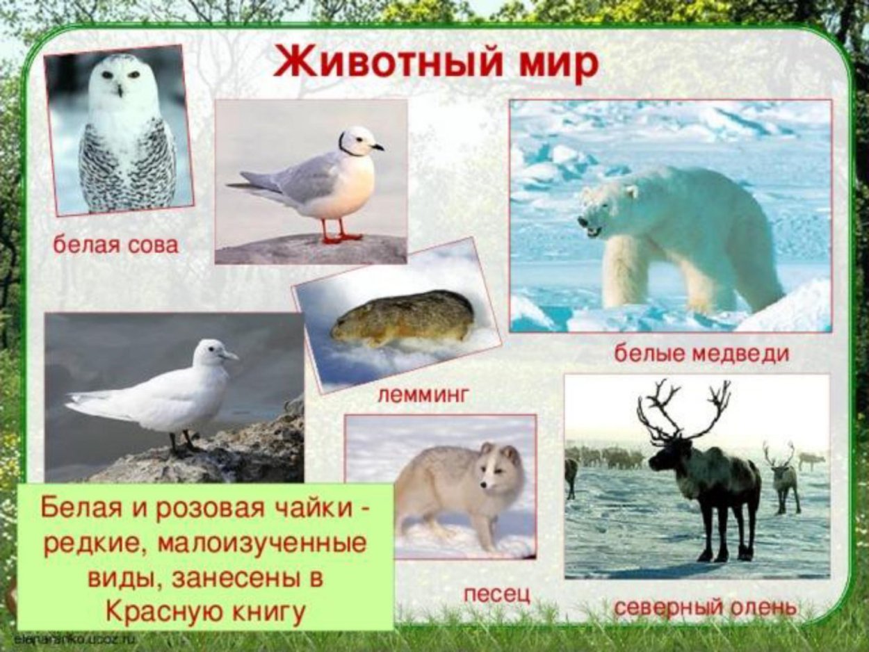 Арктические пустыни России типы почв