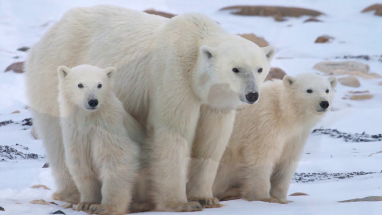 Лето на острове Врангеля