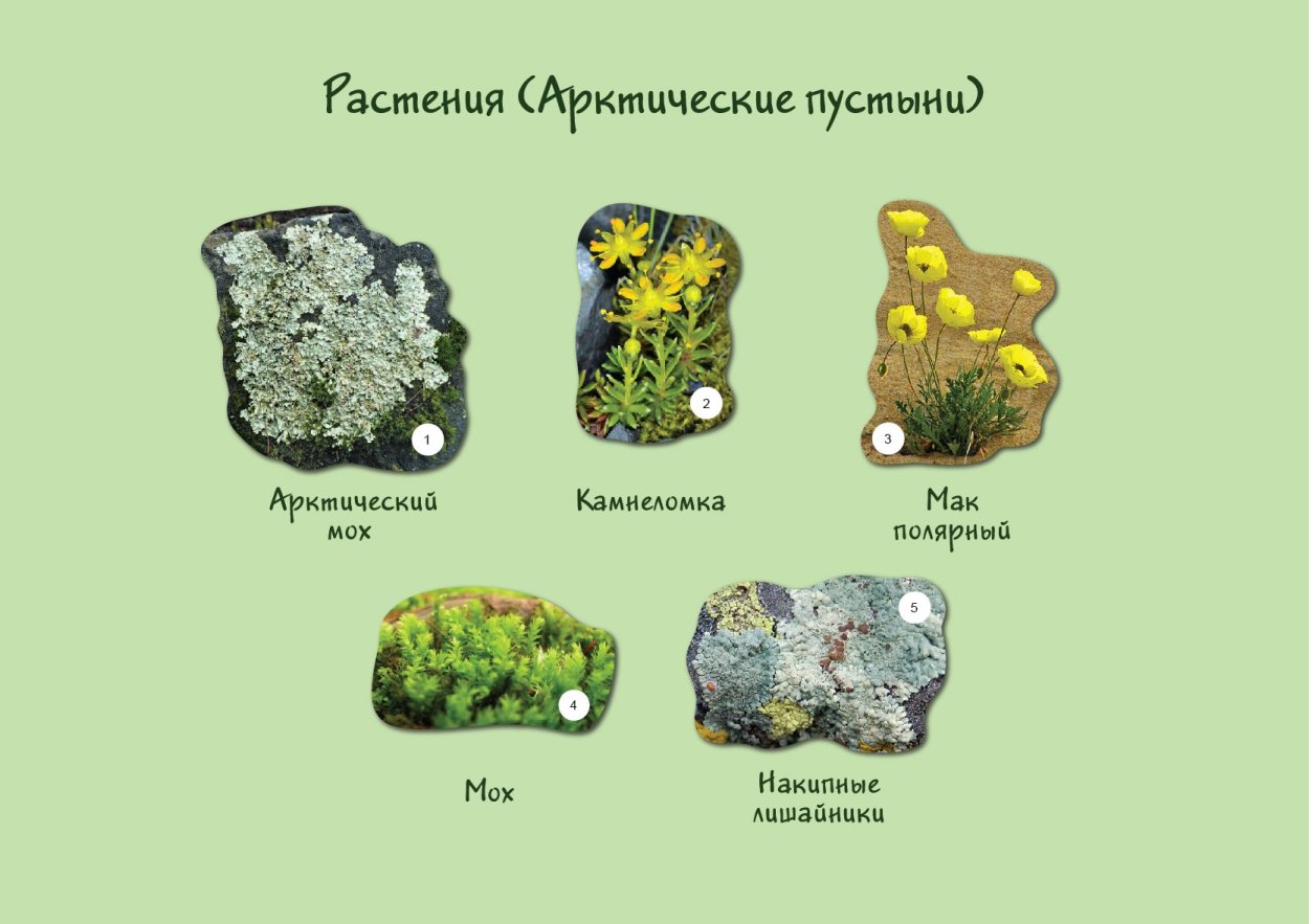 Природная зона арктические и антарктические пустыни