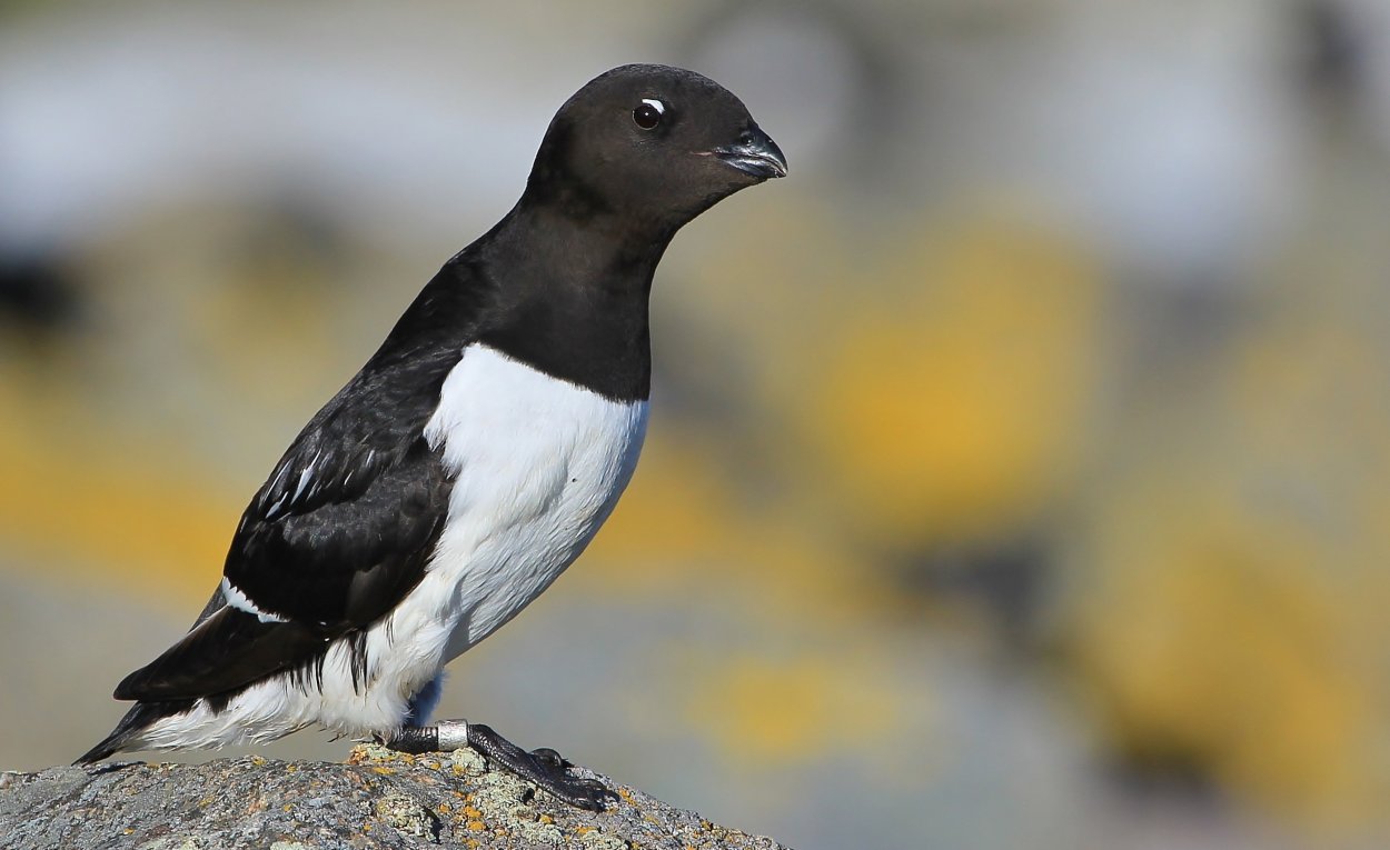 Зона арктических пустынь