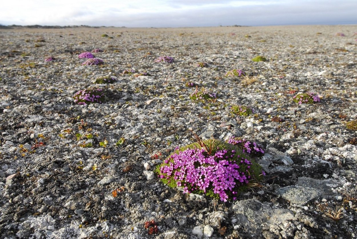 Карта природных зон РФ 8 класс