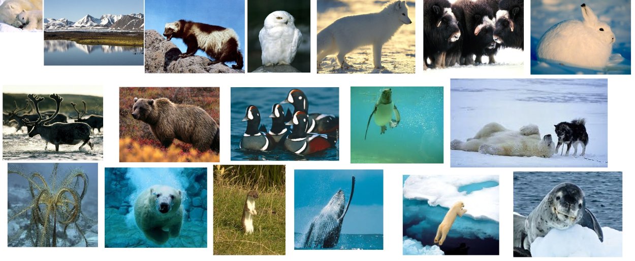 Экосистема севера