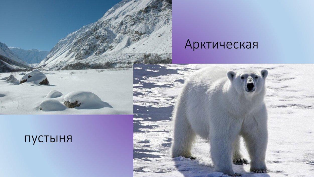 Животный мир арктической пустыни