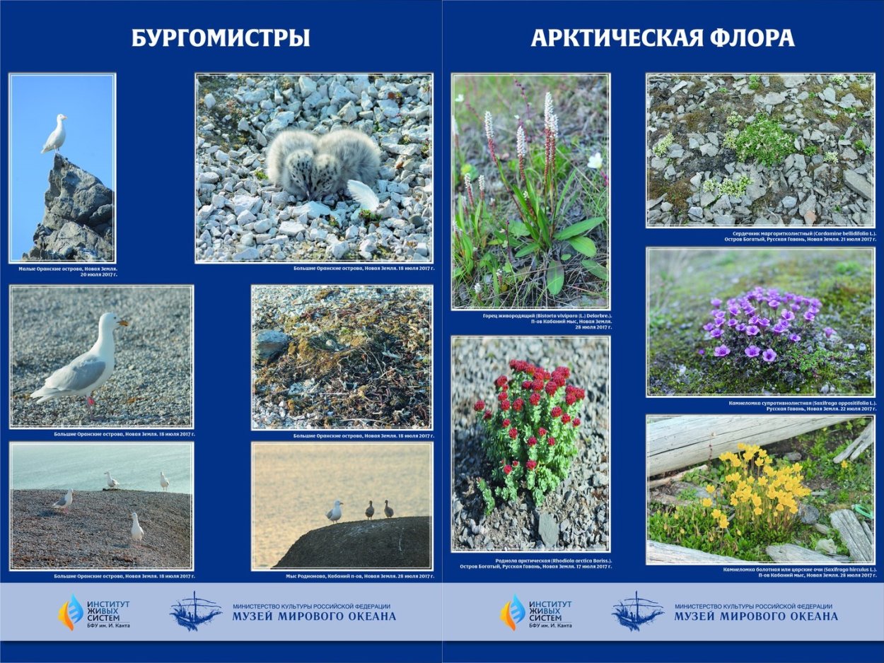 Северные животные для детей