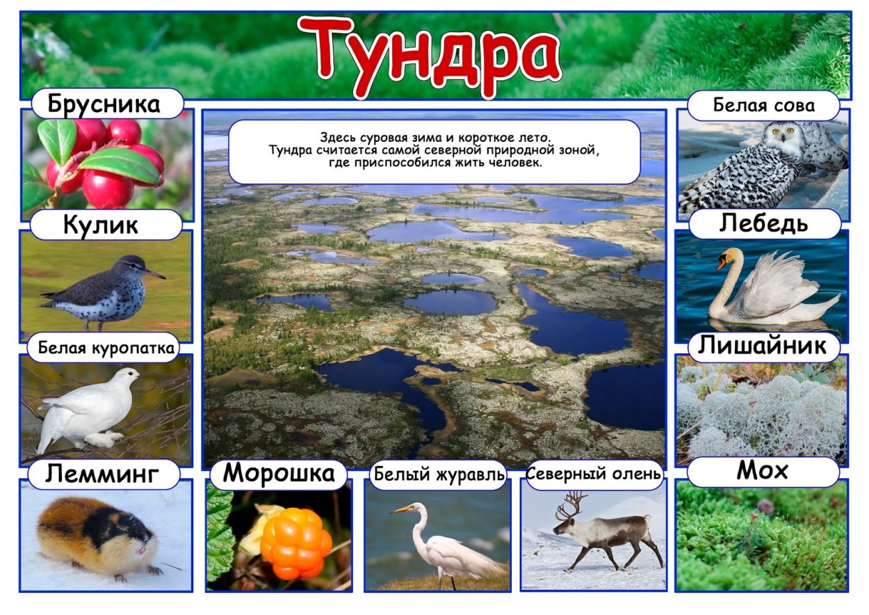 Растения тундры в Евразии