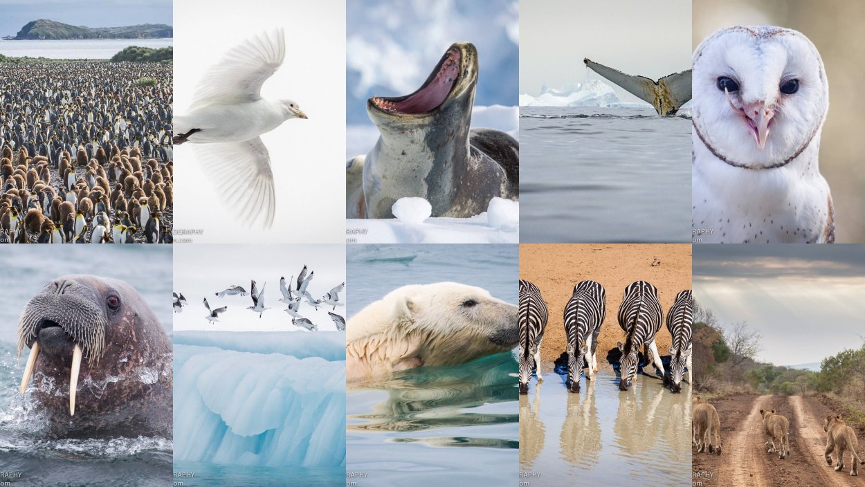 Арктические и антарктические пустыни растительность