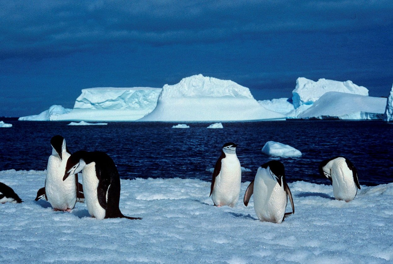 Тюлень в арктической пустыне фото