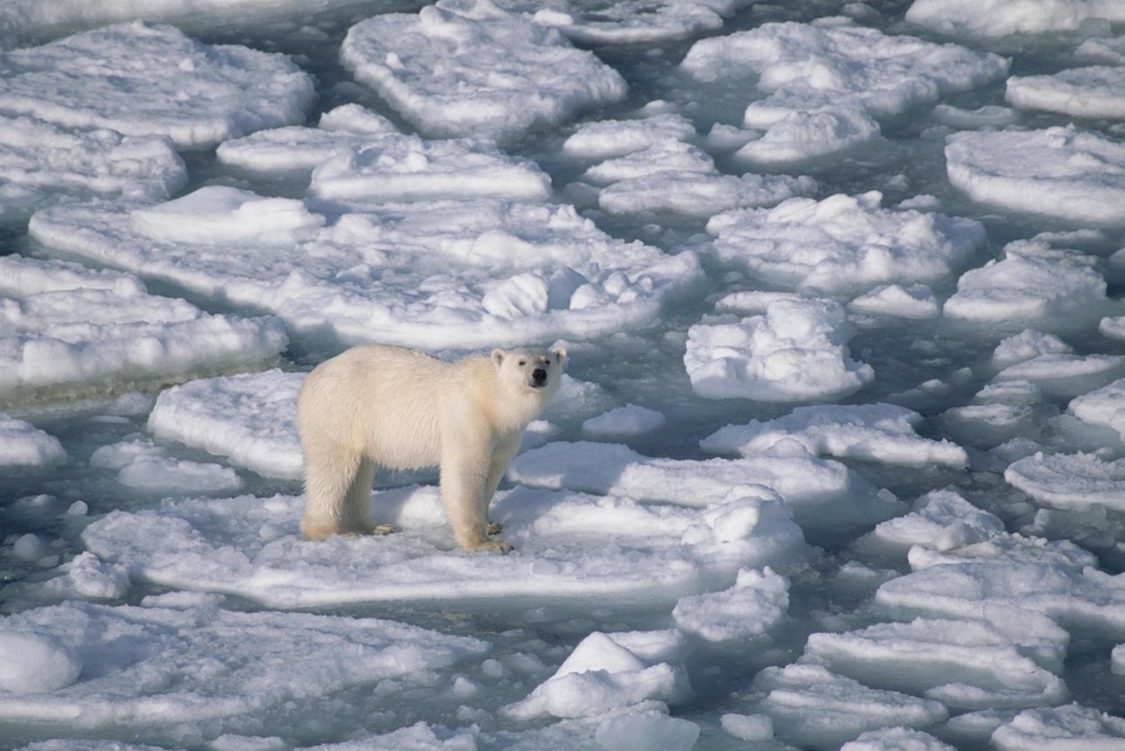 Белые медведи остров Врангеля Арктика Арктика
