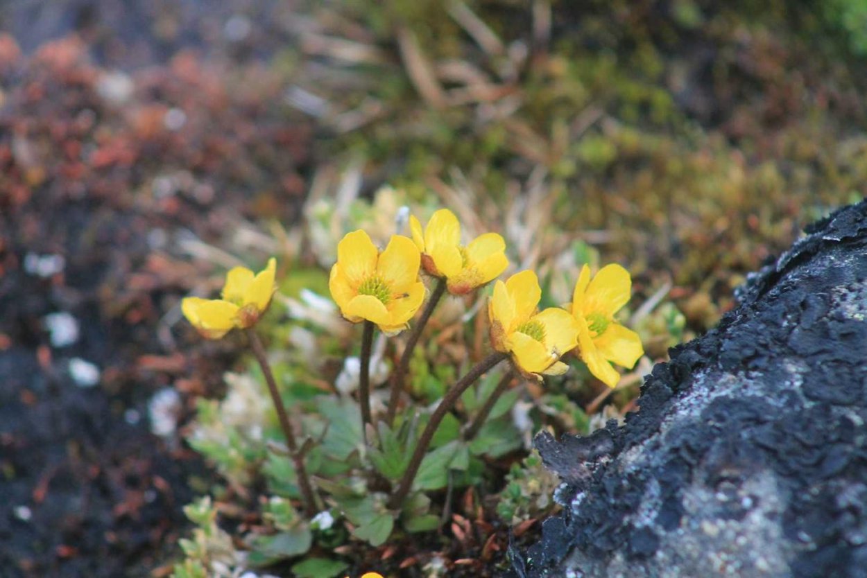 Зона арктических пустынь белый медведь