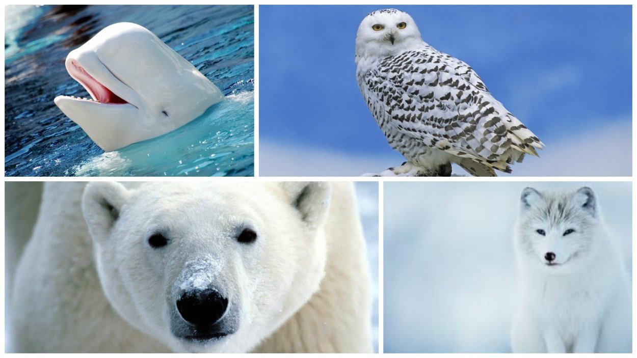 Олень новоземельский ХМАО