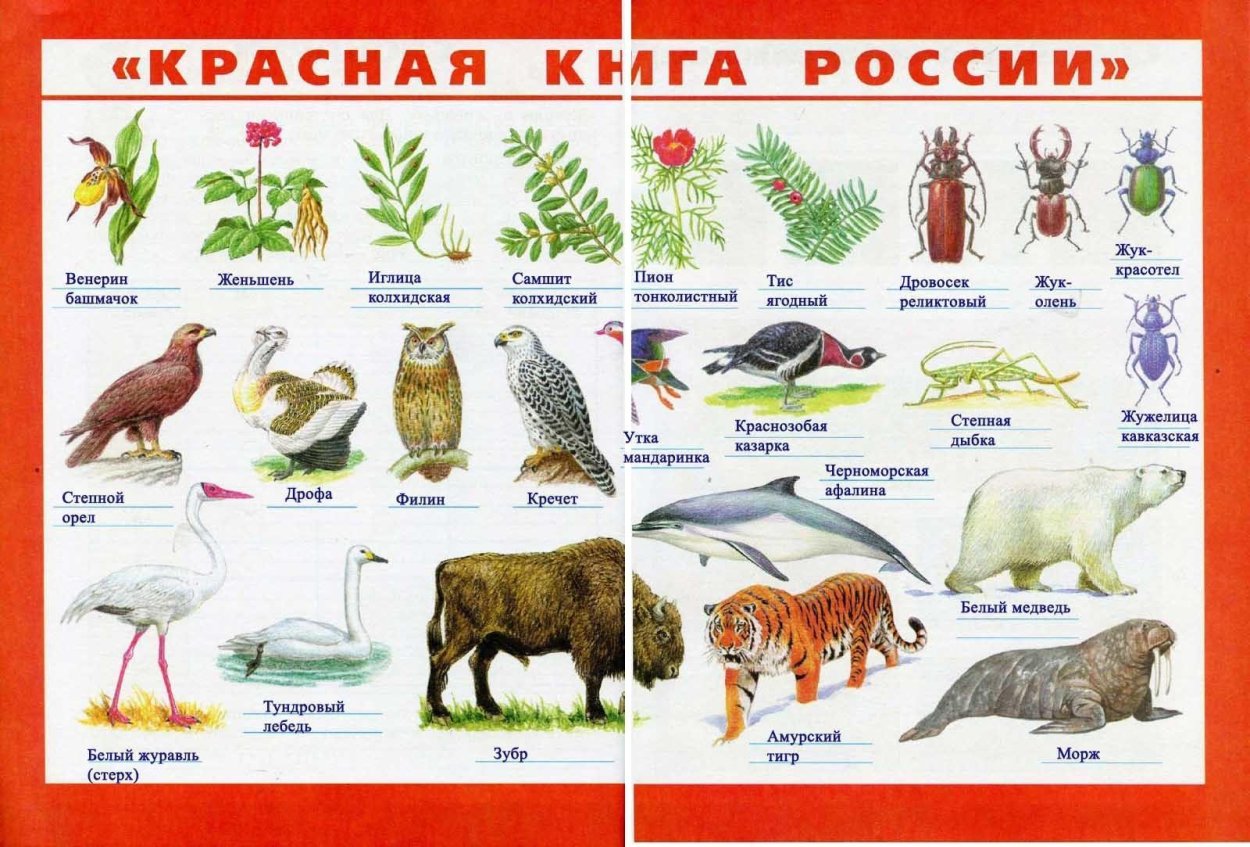 Лишайник ягель в тундре