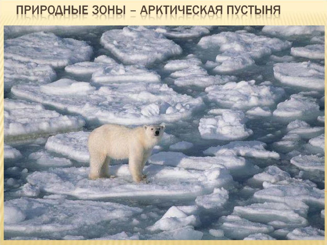 Животные Арктики и Антарктики