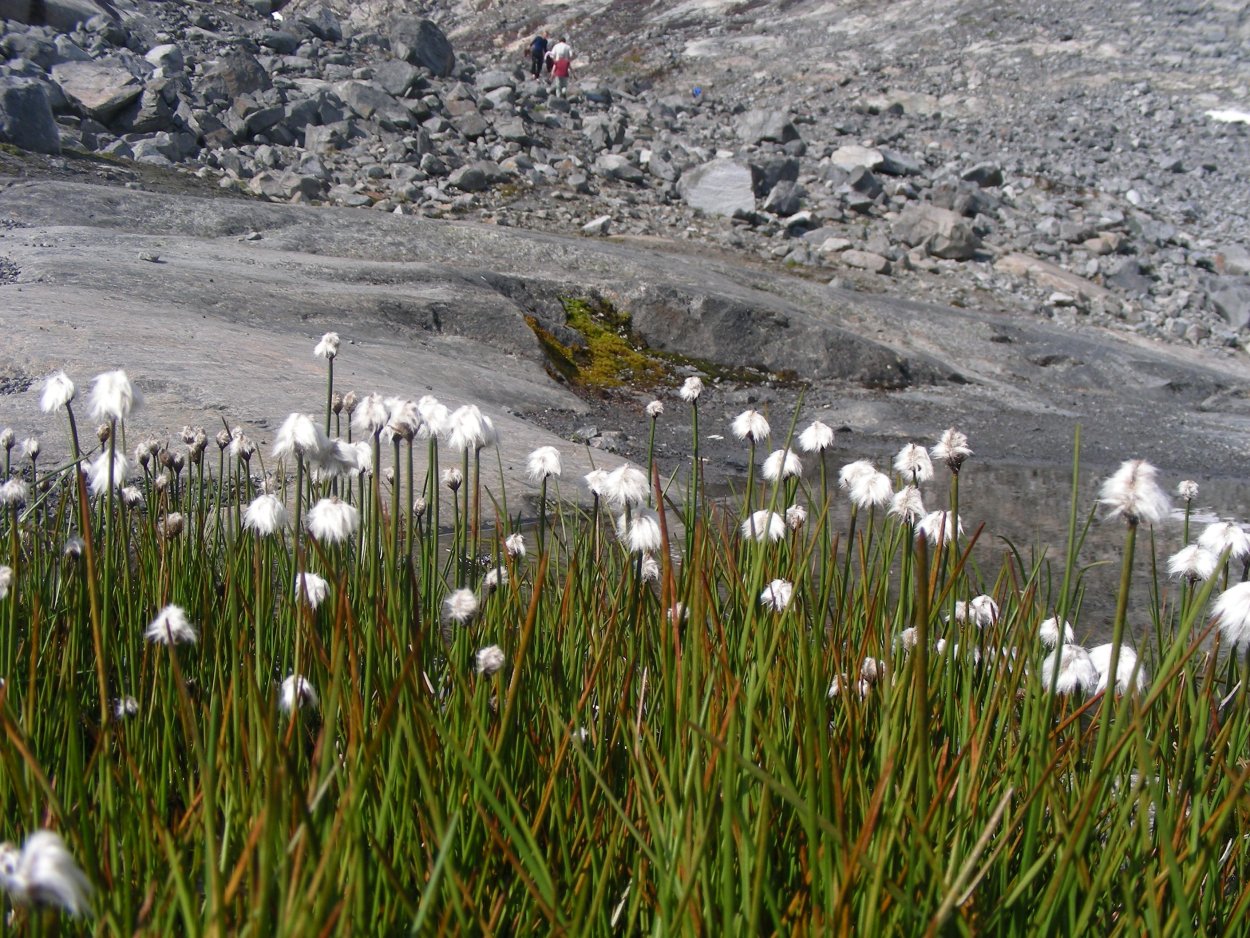 Экосистема арктической пустыни