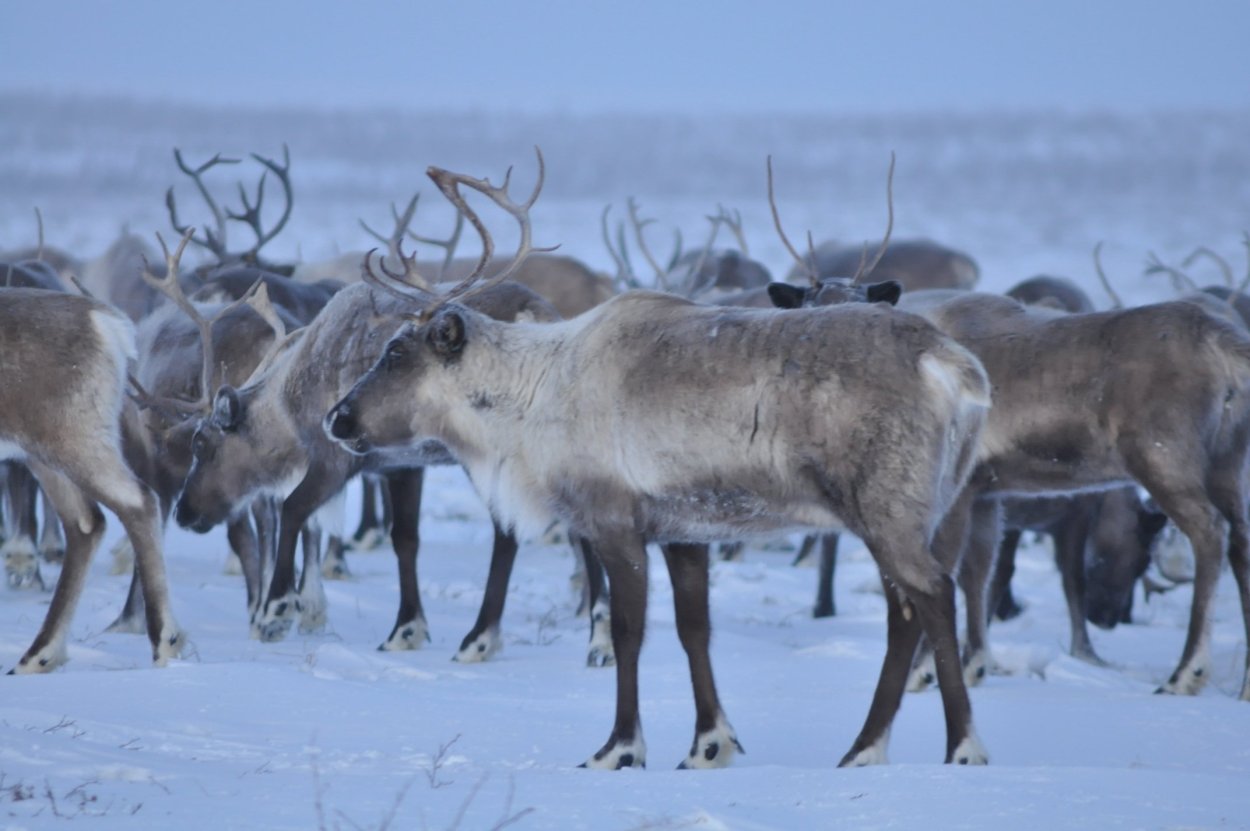 Животные севера для дошкольников