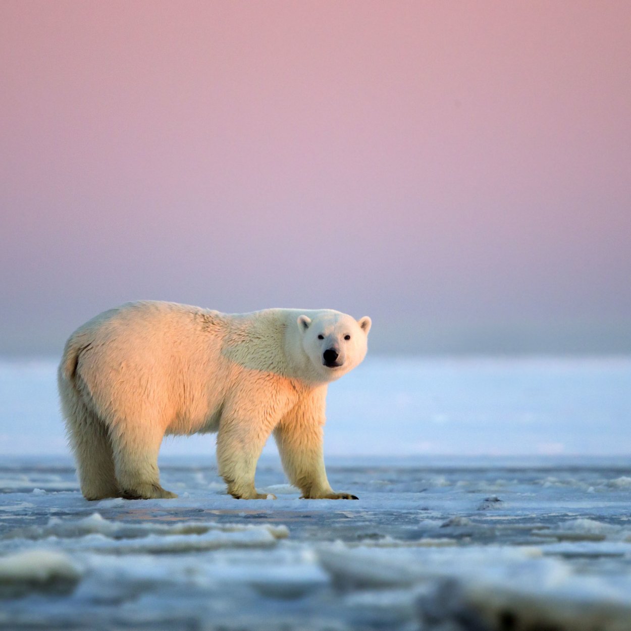 Парк русская Арктика морж