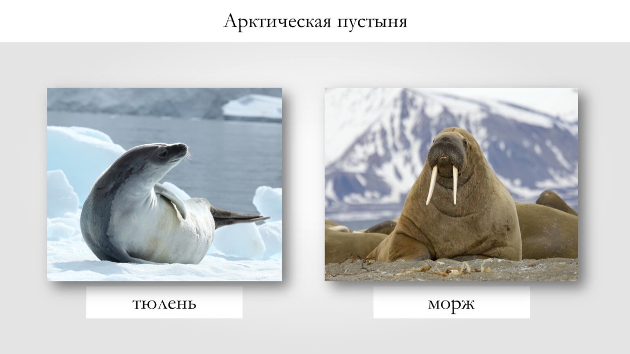 Арктические пустыни растения камнеломка