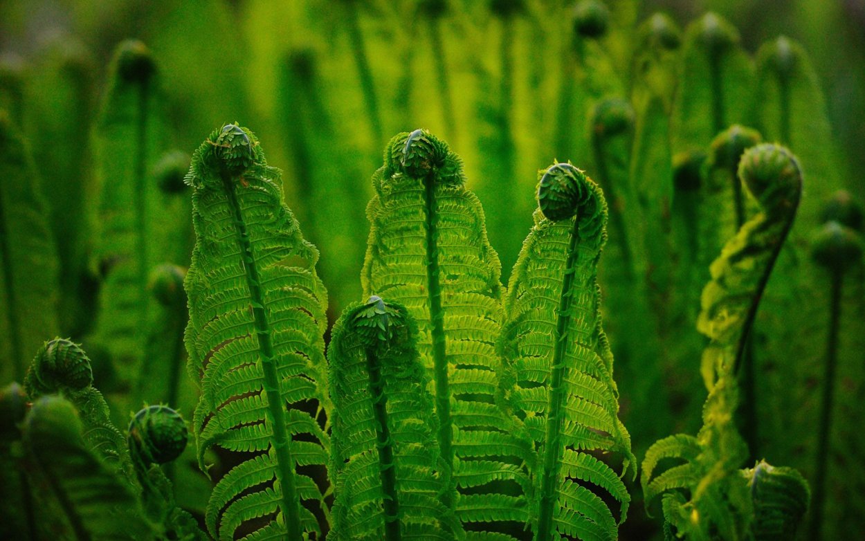 Плаун двулистный