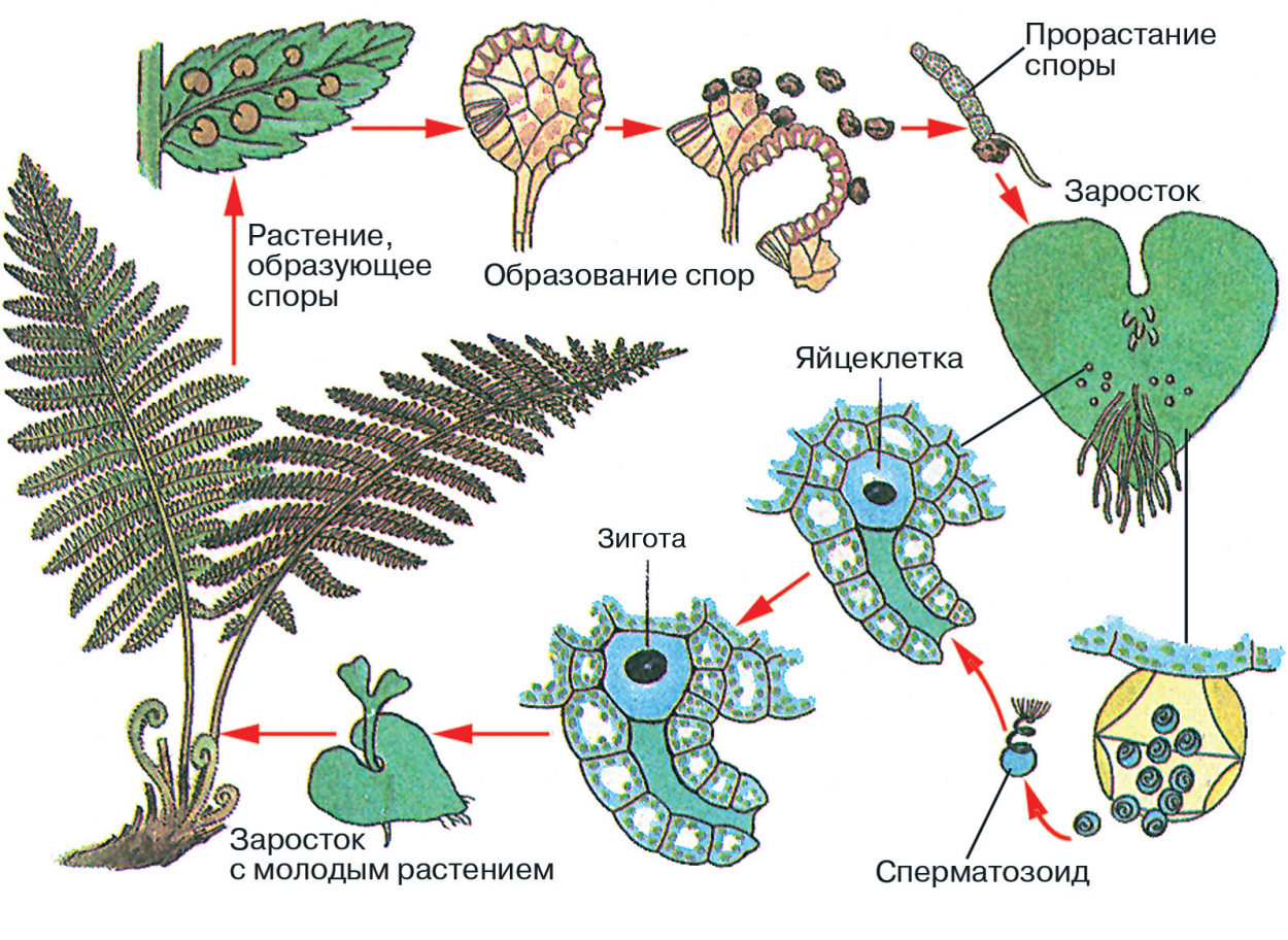 Листостебельные мхи представители