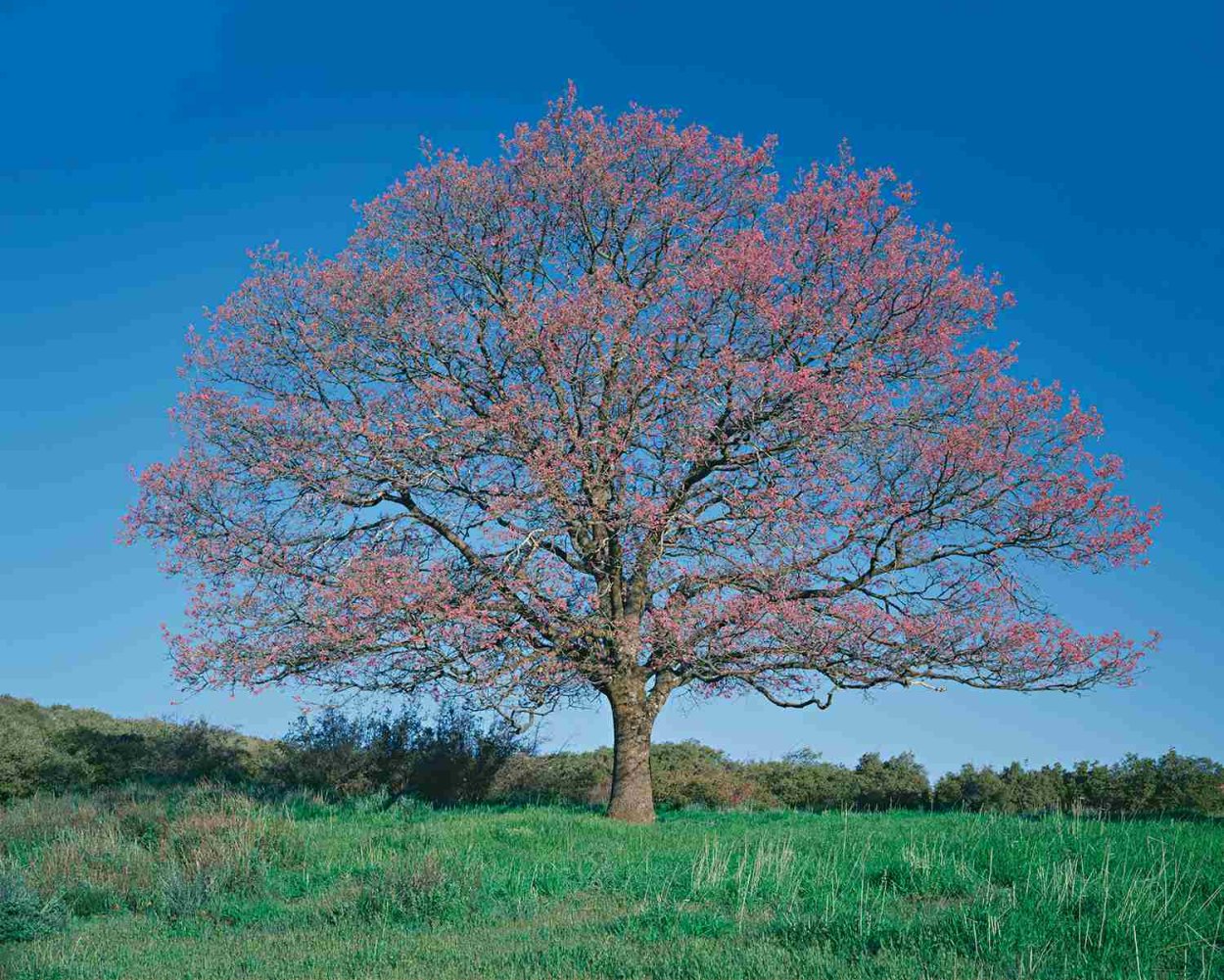 Quercus kelloggii
