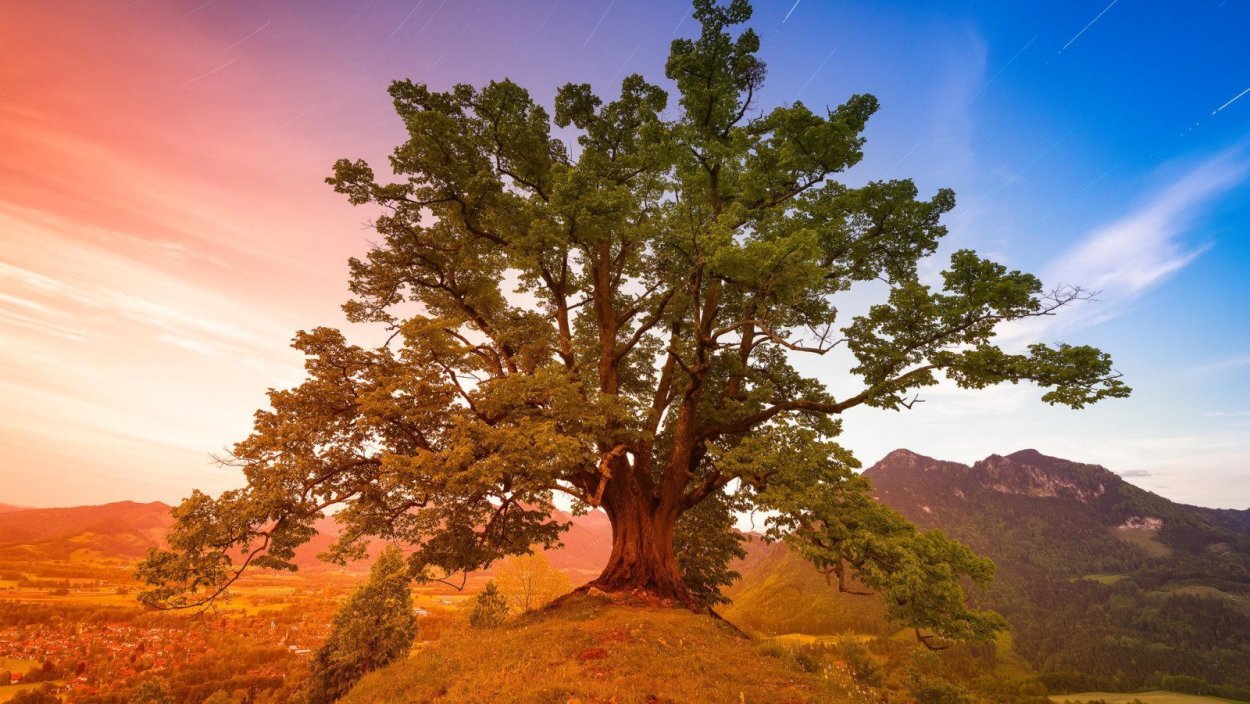 Дерево жизни Платан Абхазия