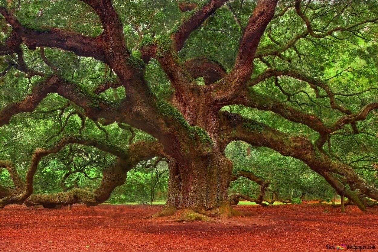 Каштан плод незрелый