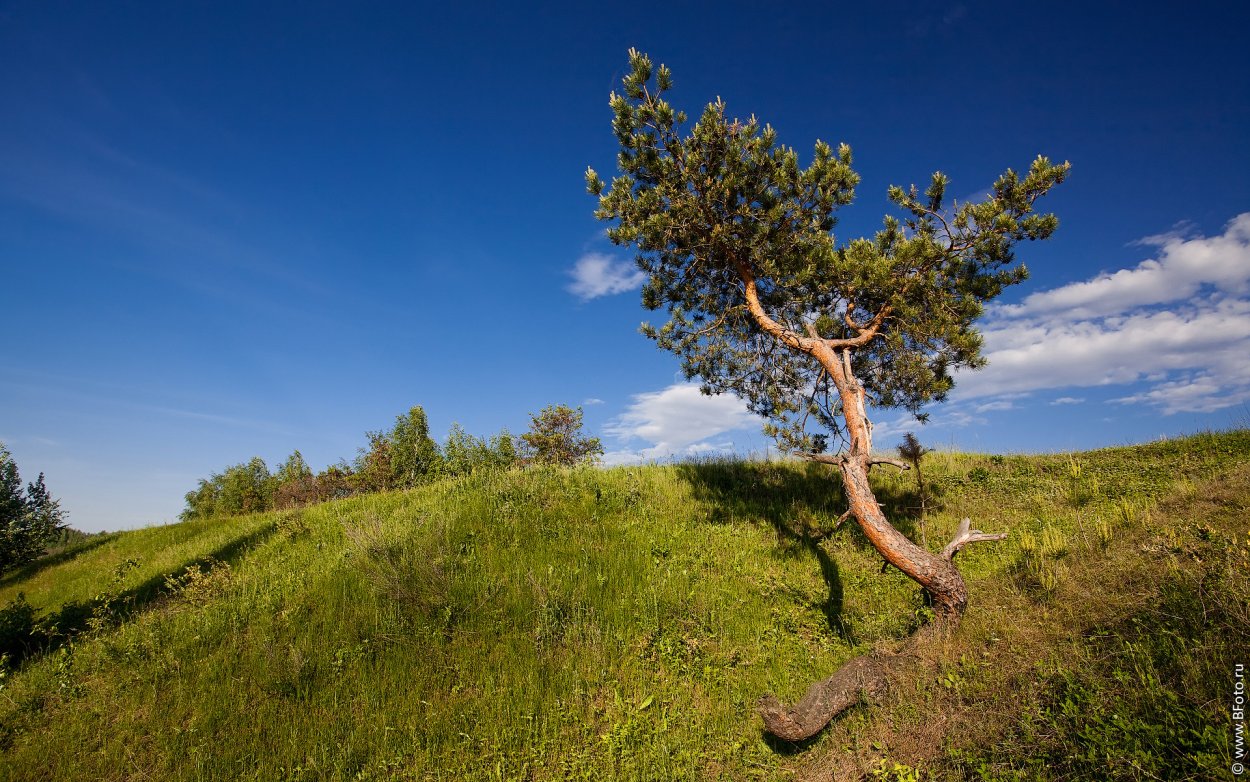 Одинокое дерево на Холме