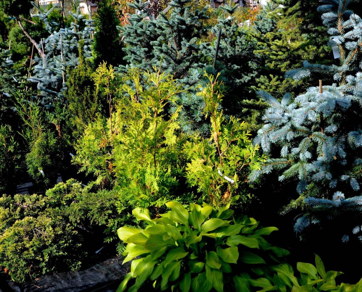 Хвойники нано