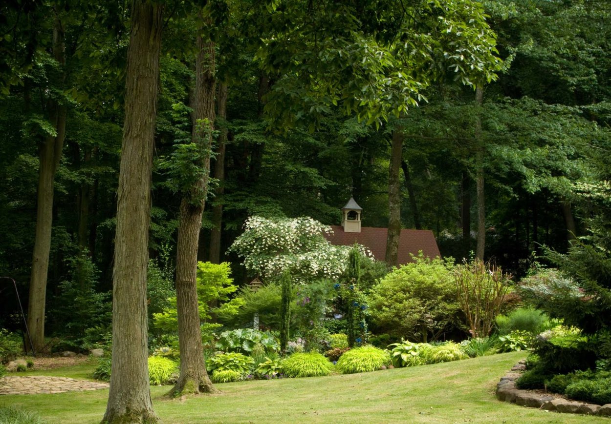 Тенелюбивые хвойные растения