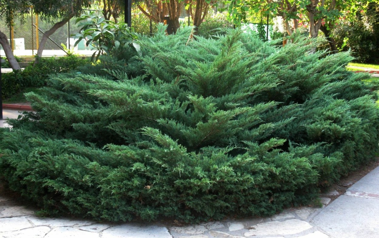 Хоста низкорослая бордюрная