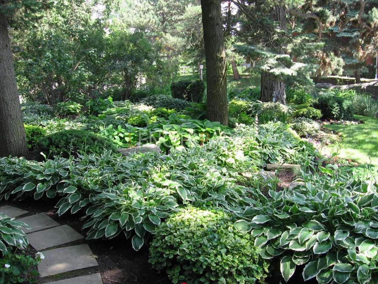 Папоротник садовый страусник