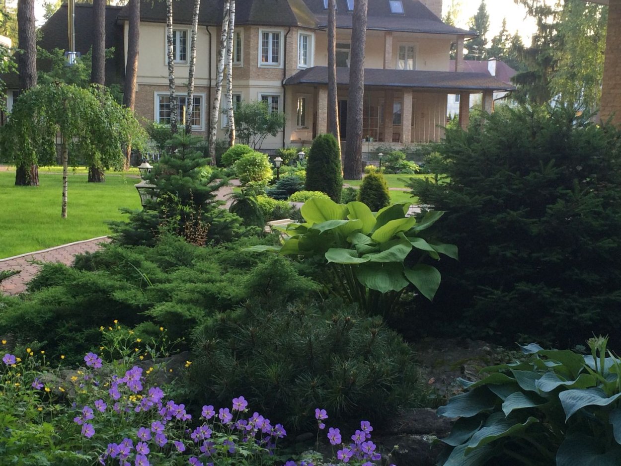 Тенелюбивые растения хвойники