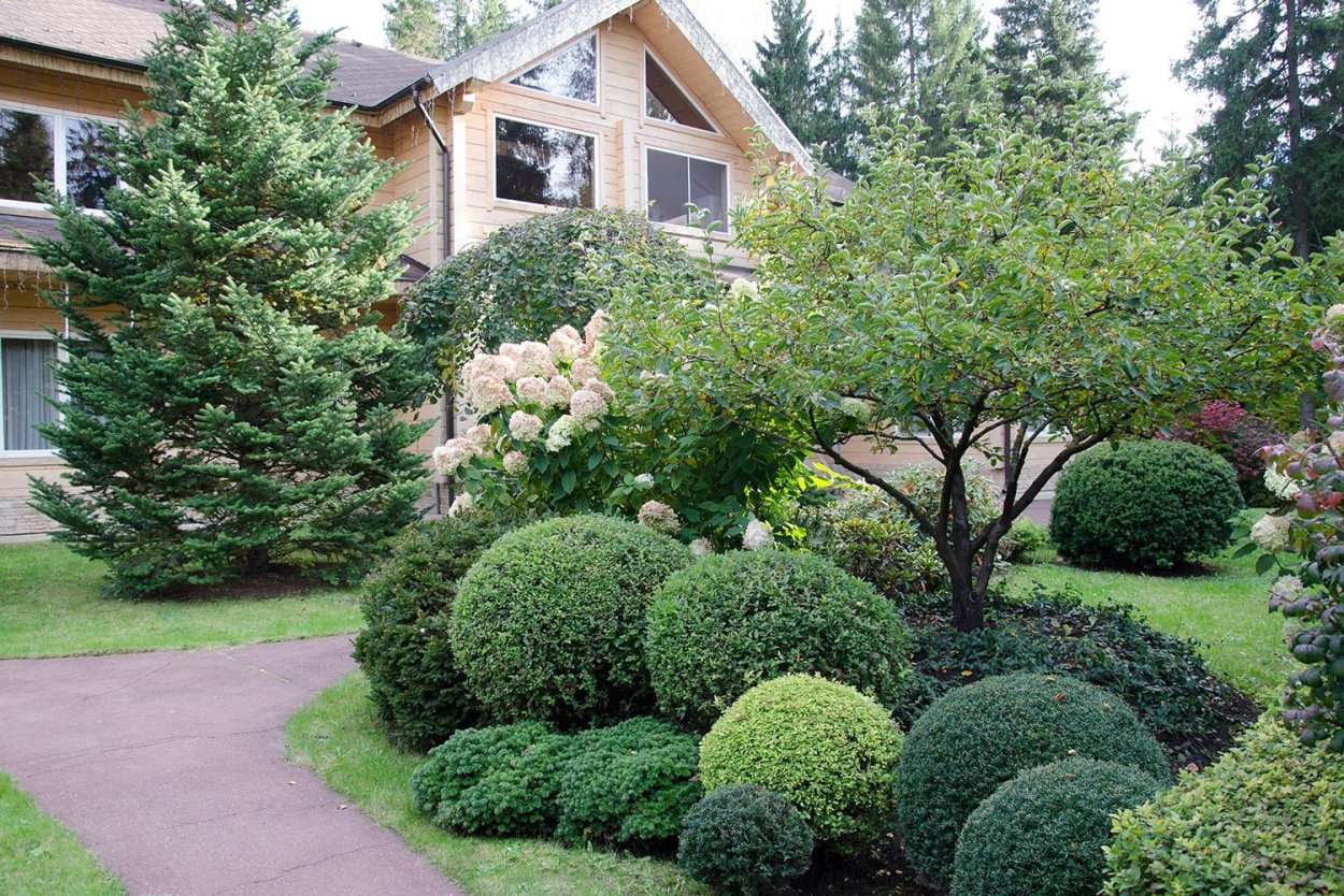 Туя Смарагд голубая ель миксбордер