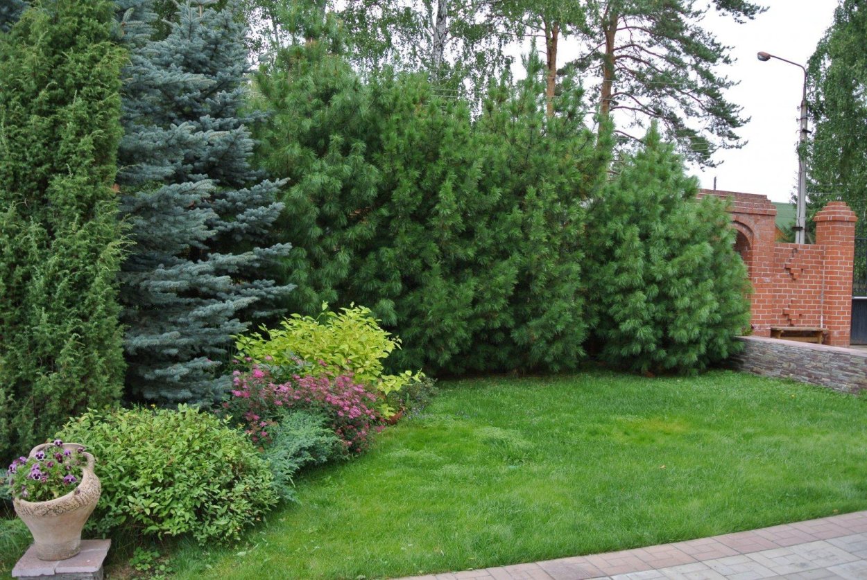 Туя Смарагд,можжевельник казацкий,Горная сосна-клумба