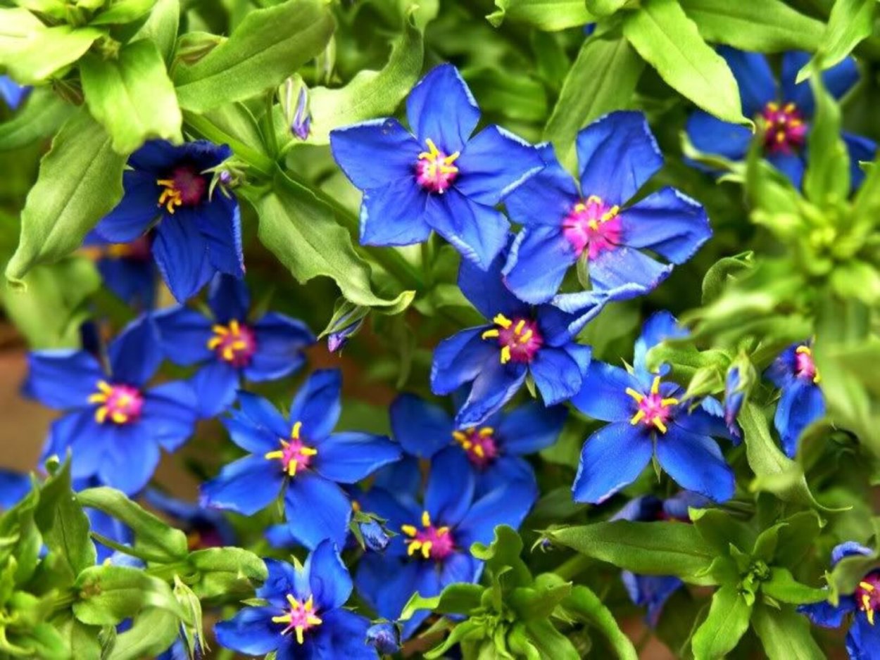 Анагалис крупноцветковый синеглазка. Анагаллис синий. Анагаллис цветок. Анагалис Скарлет красная.