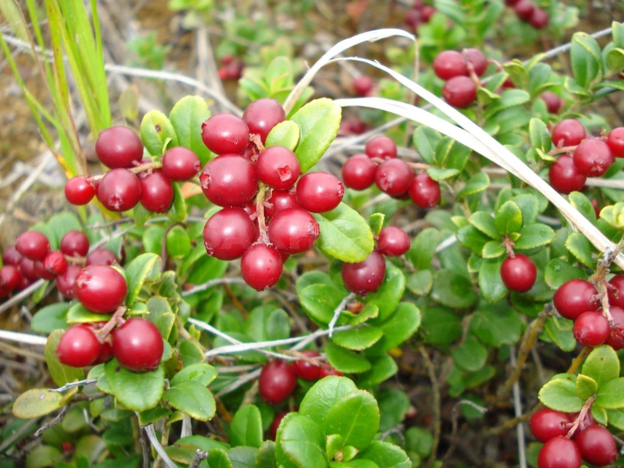 Ягода Красника клоповка