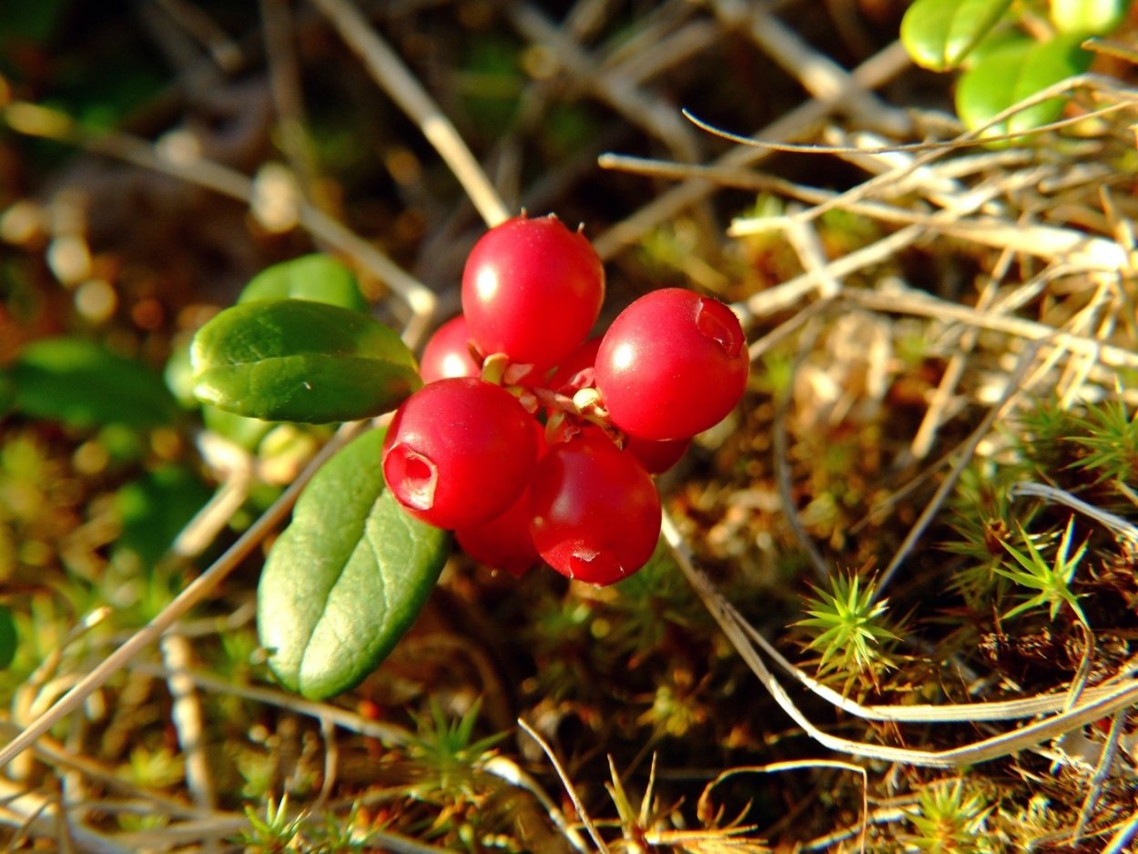 Брусника (Vaccinium Vitis-idaea)