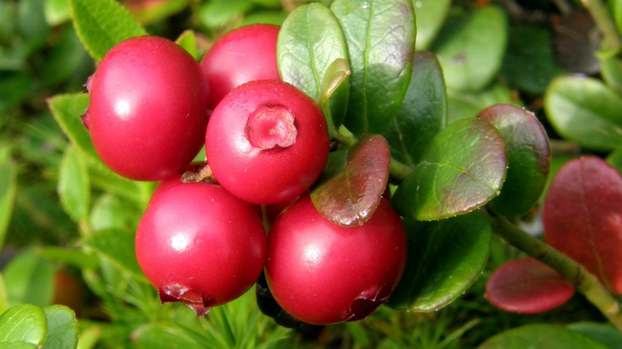 Брусника обыкновенная (Vaccinium Vitis-idaea)