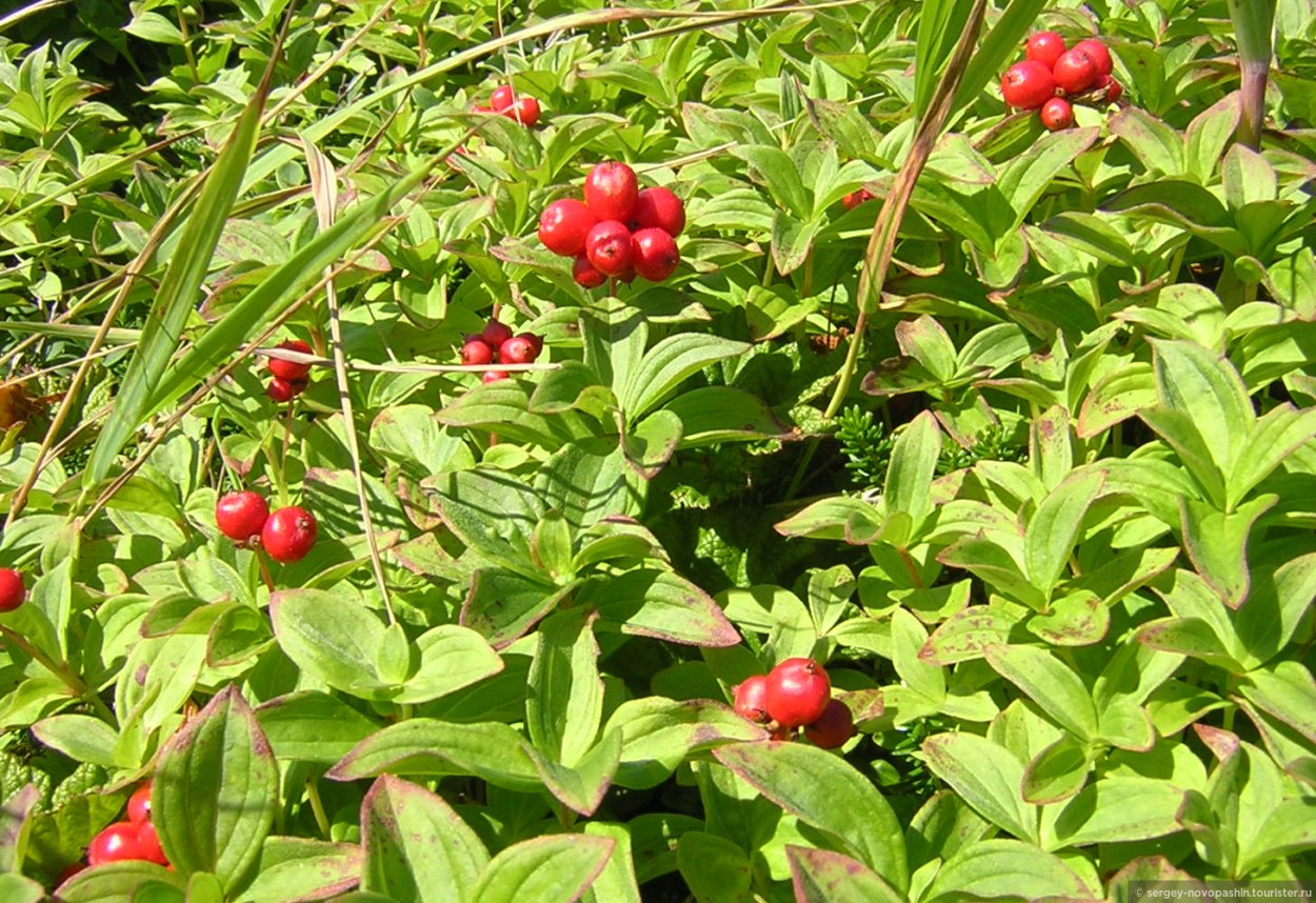 Клоповка Сахалинская ягода