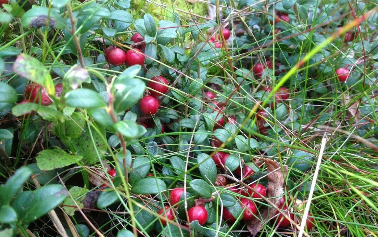 Клюква Болотная