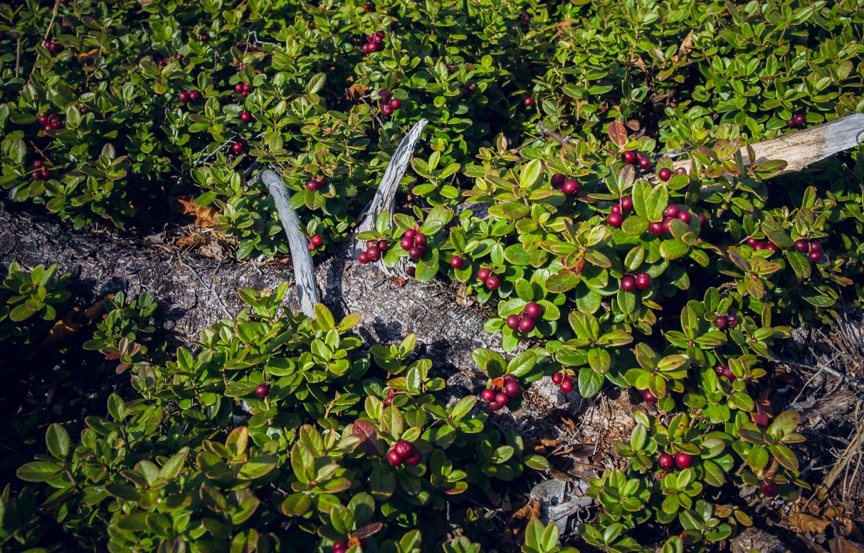 Маховка ягода