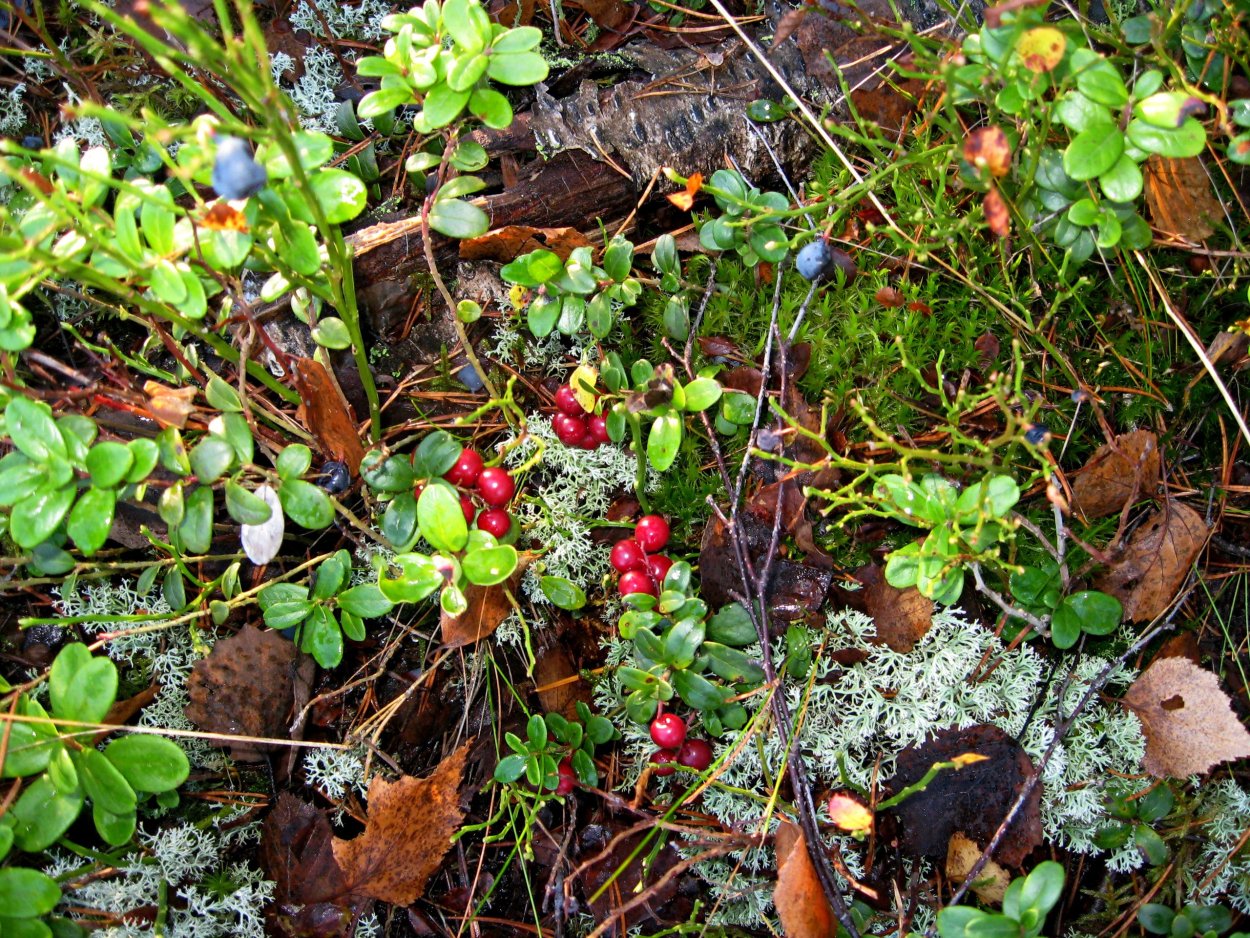Брусника кустарника тундра