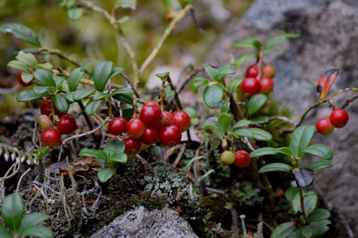 Красника клоповка