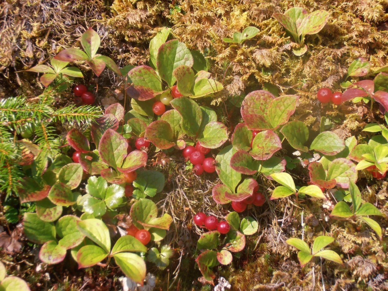 Клоповка Сахалинская